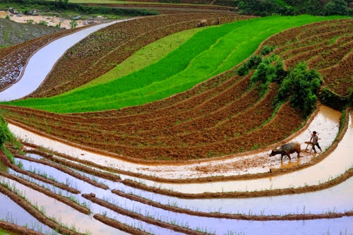 ruong bac thang tuyet dep mua nuoc do 0 001 Nên đi du lịch Hà Giang vào mùa nào?