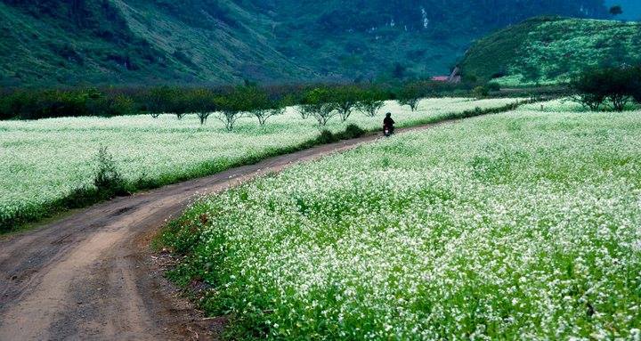 Tour du lịch Mộc Châu mùa hoa Cải